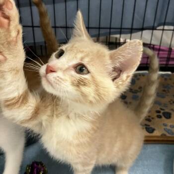 Pom (Bonded w/ Alexander) -  Domestic Short Hair Cat for Adoption - Pom (Bonded W/ Alexander) | PetCurious