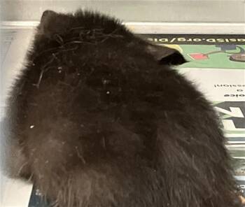 Domestic Short Hair Cats Available for Adoption in Dallas, Texas - BABY 3 | PetCurious