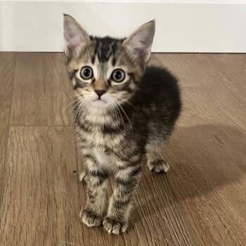 Murlen -  Domestic Short Hair Cat for Adoption in Spokane, Washington - Murlen | PetCurious