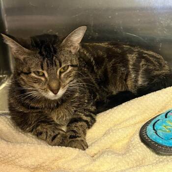 Domestic Short Hair Cats Available for Adoption - Valerie | PetCurious