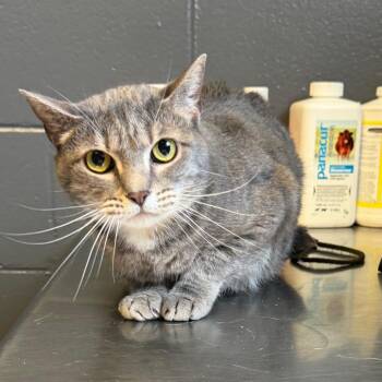 Domestic Short Hair Cats Available for Adoption in Tuscaloosa, Alabama - MoMo | PetCurious