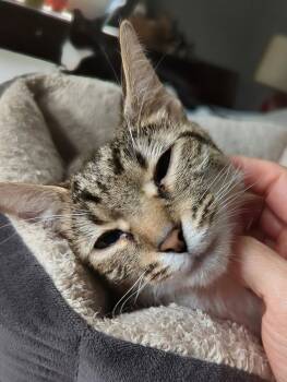 Ginny -  Domestic Short Hair Cat for Adoption in Reston, Virginia - Ginny | PetCurious