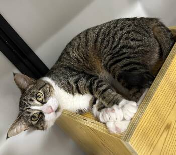 Halo -  Domestic Short Hair Cat for Adoption in Webster City, Iowa - Halo | PetCurious