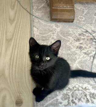 Rescue Domestic Short Hair Cats for Adoption in Tampa, Florida - Smudge | PetCurious