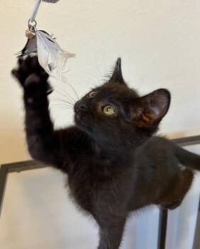 Domestic Short Hair Cats Available for Adoption in San Francisco, California - Patrick II | PetCurious