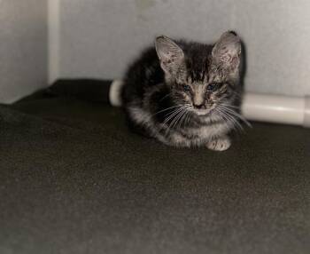 Domestic Short Hair Cats Available for Adoption in Dallas, Texas - GABBY | PetCurious