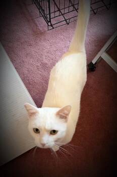Ragdoll and Domestic Short Hair Cats Available for Adoption in Klamath Falls, Oregon - Snowball | PetCurious