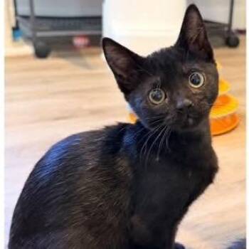Shandy -  Domestic Short Hair Cat for Adoption in Orangevale, California - Shandy | PetCurious