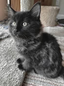 Smoke -  Domestic Long Hair Cat for Adoption in Crown Point, Indiana - Smoke | PetCurious