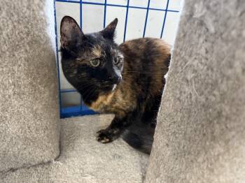Tortoiseshell Cats Available for Adoption in Fennville, Michigan - Chrissy | PetCurious