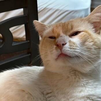 Domestic Short Hair Cats Available for Adoption in Sandy Springs, Georgia - Tommy | PetCurious