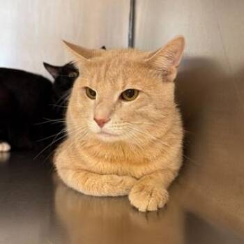 Domestic Short Hair Cats Available for Adoption in Elyria, Ohio - Symba | PetCurious