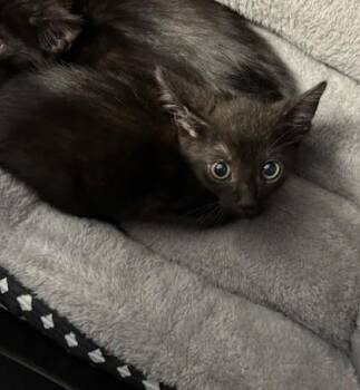 Bubbles -  Domestic Short Hair Cat for Adoption in Atlanta, Georgia - Bubbles | PetCurious