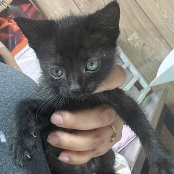 Domestic Short Hair Cats Available for Adoption in Leander, Texas - Frou-Frou | PetCurious