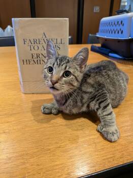 Wendell -  Domestic Short Hair Cat for Adoption in Bayonne, New Jersey - Wendell | PetCurious