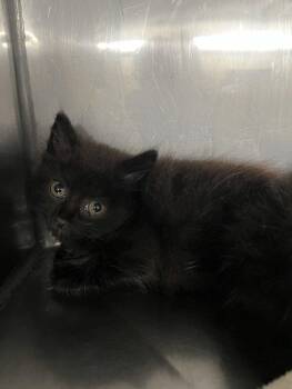 *WISPY -  Domestic Long Hair Cat for Adoption in Woodland, California - *WISPY | PetCurious
