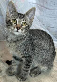Rescue Domestic Short Hair Cats for Adoption in Shreveport, Louisiana - 59724777 | PetCurious