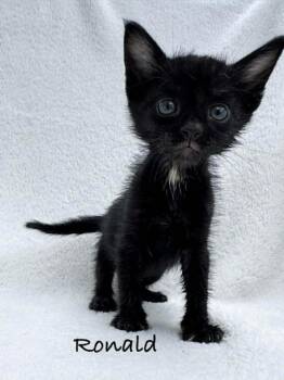 Ronald -  Domestic Short Hair Cat for Adoption in Fayetteville, Arkansas - Ronald | PetCurious