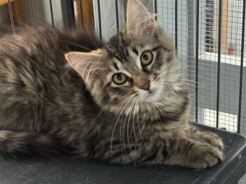 Tabby and Domestic Long Hair Cats Available for Adoption in Brookhaven, Mississippi - Sea Doo 26 | PetCurious