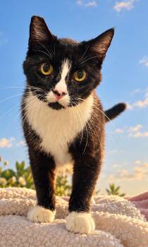Marlene M -  Tuxedo Cat for Adoption in Fresno, California - Marlene M | PetCurious