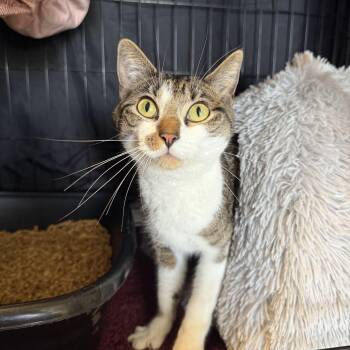 Beans -  Domestic Short Hair Cat for Adoption in Hendersonville, Tennessee - Beans | PetCurious