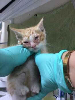 RAPTOR -  Domestic Short Hair Cat for Adoption in Riverside, California - RAPTOR | PetCurious