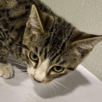 Domestic Short Hair Cats Available for Adoption in Tampa, Florida - Aimee | PetCurious