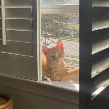 Rescue Tabby Cats for Adoption in Frederick, Maryland - Karev | PetCurious