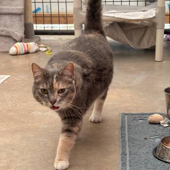 Tubbz -  Domestic Short Hair Cat for Adoption in Taos, New Mexico - Tubbz | PetCurious
