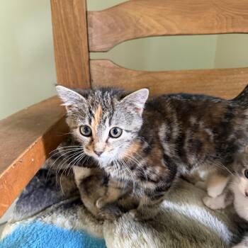 Baby Cakes -  Tortoiseshell Cat for Adoption in Pendleton, Oregon - Baby Cakes | PetCurious
