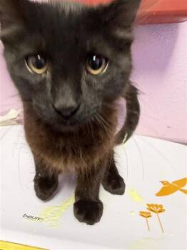 Jonas* -  Domestic Short Hair Cat for Adoption in El Paso, Texas - Jonas* | PetCurious