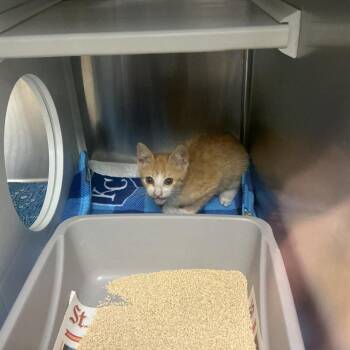 Lemon -  Domestic Short Hair Cat for Adoption in Saint Joseph, Missouri - Lemon | PetCurious