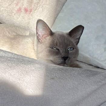 Siamese Cats Available for Adoption - KitKat | PetCurious