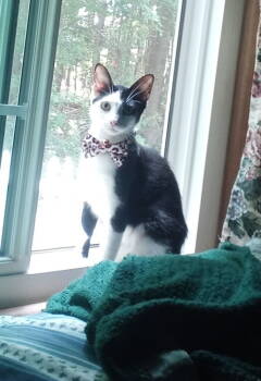 Rescue Domestic Short Hair Cats for Adoption in Salisbury, North Carolina - Oreo | PetCurious