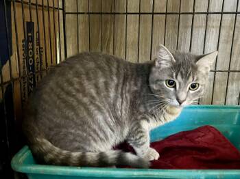 Domestic Short Hair Cats Available for Adoption in Stuart, Virginia - Bitsy | PetCurious
