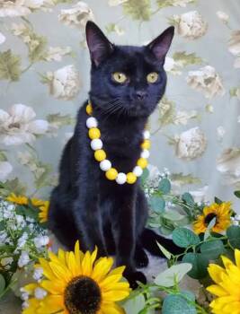 Pico -  Domestic Short Hair Cat Available for Adoption in Fresno, California - Pico | PetCurious