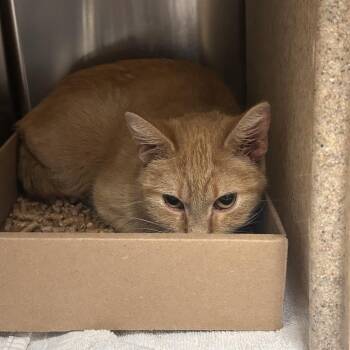 Domestic Short Hair Cats Available for Adoption - Lobsta | PetCurious