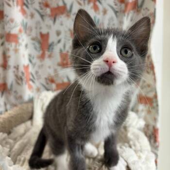 Purrsecco -  Domestic Short Hair Cat for Adoption in Puslinch, Ontario - Purrsecco | PetCurious
