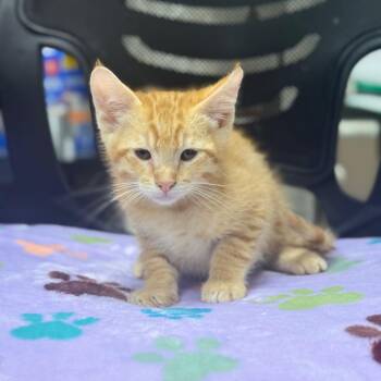 Stripes -  Domestic Short Hair Cat for Adoption in Spring Hill, Kansas - Stripes | PetCurious