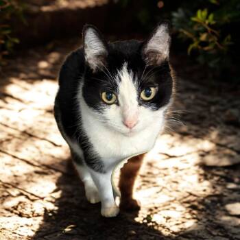 Domestic Short Hair Cats Available for Adoption in Kansas City, Missouri - Oreo | PetCurious