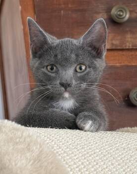 Domestic Short Hair Cats Available for Adoption in Richmond, Virginia - Ferb | PetCurious