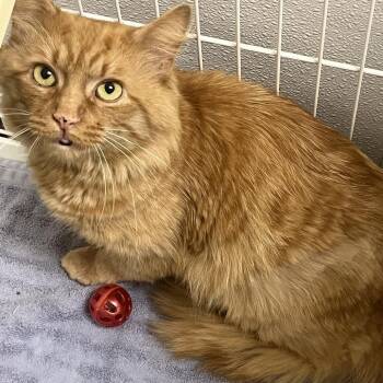 71640 -  Domestic Medium Hair Cat for Adoption in Harrisonburg, Virginia - 71640 | PetCurious