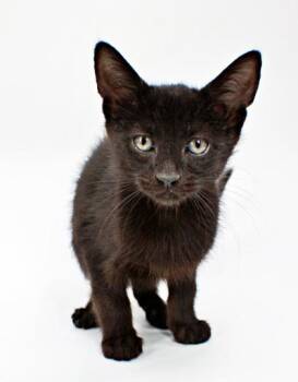 Thomas -  Domestic Short Hair Cat Available for Adoption in Morton Grove, Illinois - Thomas | PetCurious