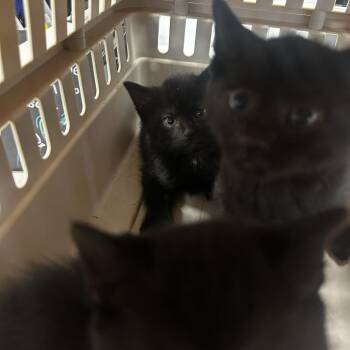 Mutt -  Domestic Short Hair Cat for Adoption in Philadelphia, Pennsylvania - Mutt | PetCurious