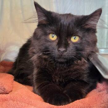 Agent Meow -  Domestic Medium Hair Cat for Adoption in Asheville, North Carolina - Agent Meow | PetCurious