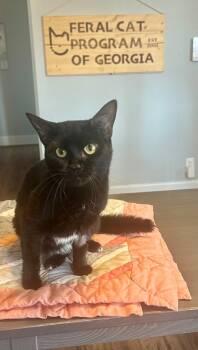 Rescue Domestic Short Hair Cats for Adoption in Cumming, Georgia - Kimberly Suzanne | PetCurious