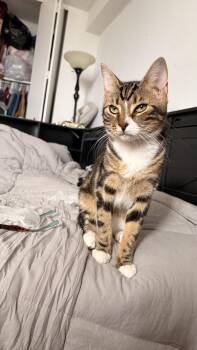 Kitty -  Domestic Short Hair Cat Available for Adoption - Kitty | PetCurious