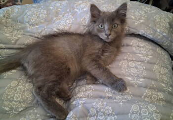 Rescue Nebelung and Russian Blue Cats for Adoption in Redlands, California - Cubbie | PetCurious