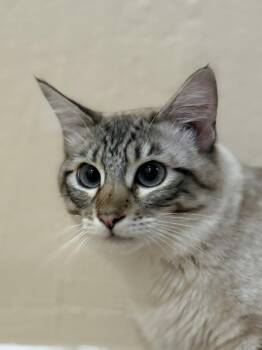 Siamese and Domestic Medium Hair Cats Available for Adoption in Walnut Creek, California - Cleo (adopt With Hidden) | PetCurious