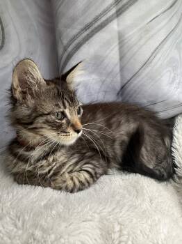 Royal -  Domestic Medium Hair Cat for Adoption in Houston, Texas - Royal | PetCurious